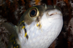 Puffer Fish under the Busselton Jetty. Canon 20D 100 Macro by Mick Tait 